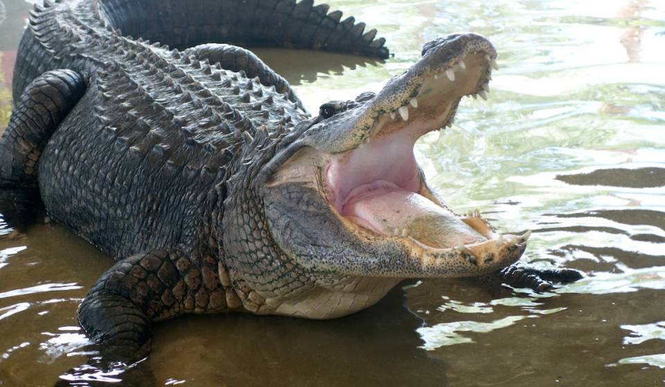 You can feed live alligators at this Atlanta wildlife sanctuary