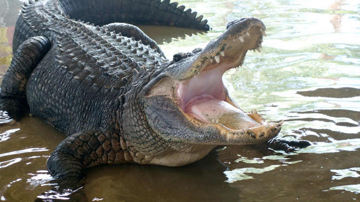 You can feed live alligators at this Atlanta wildlife sanctuary