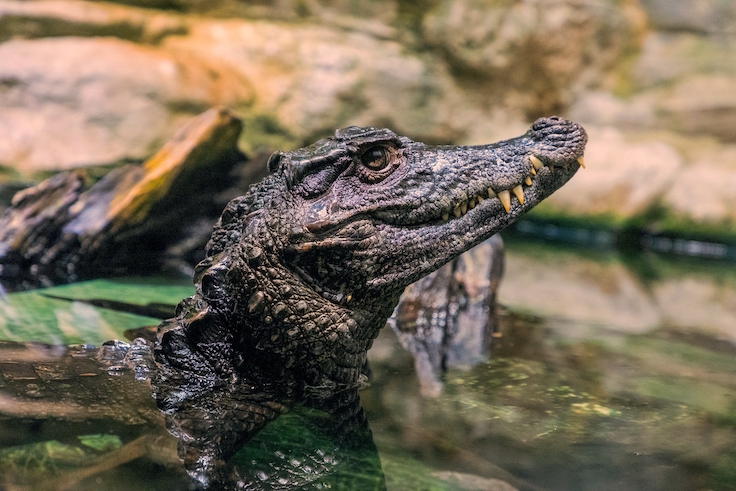 Caiman in the water. The yacare caiman Caiman yacare also known commonly as jacare caiman. Side view