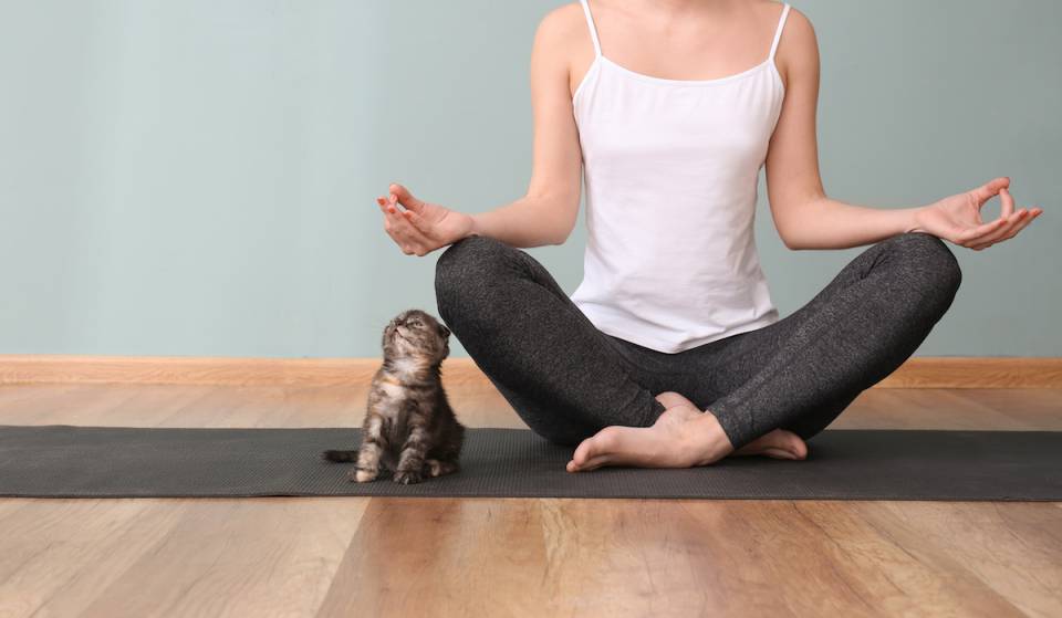 Este octubre, acurrúcate con gatitos y conecta con tu zen en esta clase de yoga con gatitos «Spooky Stretchies» en Atlanta
