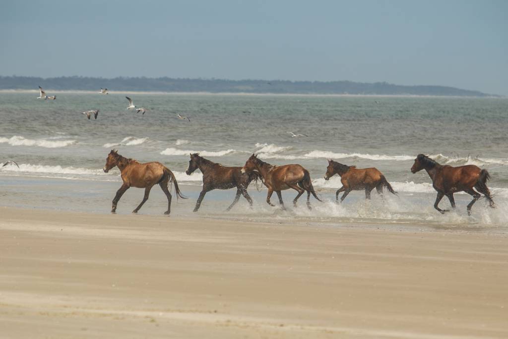 Hacia el océano. Caballos salvajes de la isla de Cumberland.