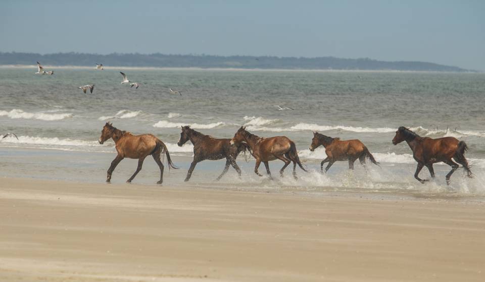 Los caballos salvajes deambulan por esta isla virgen de Georgia
