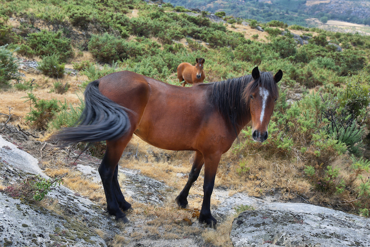 Caballos salvajes de color marrón en libertad en las montañas cerca de Sistelo, Portugal