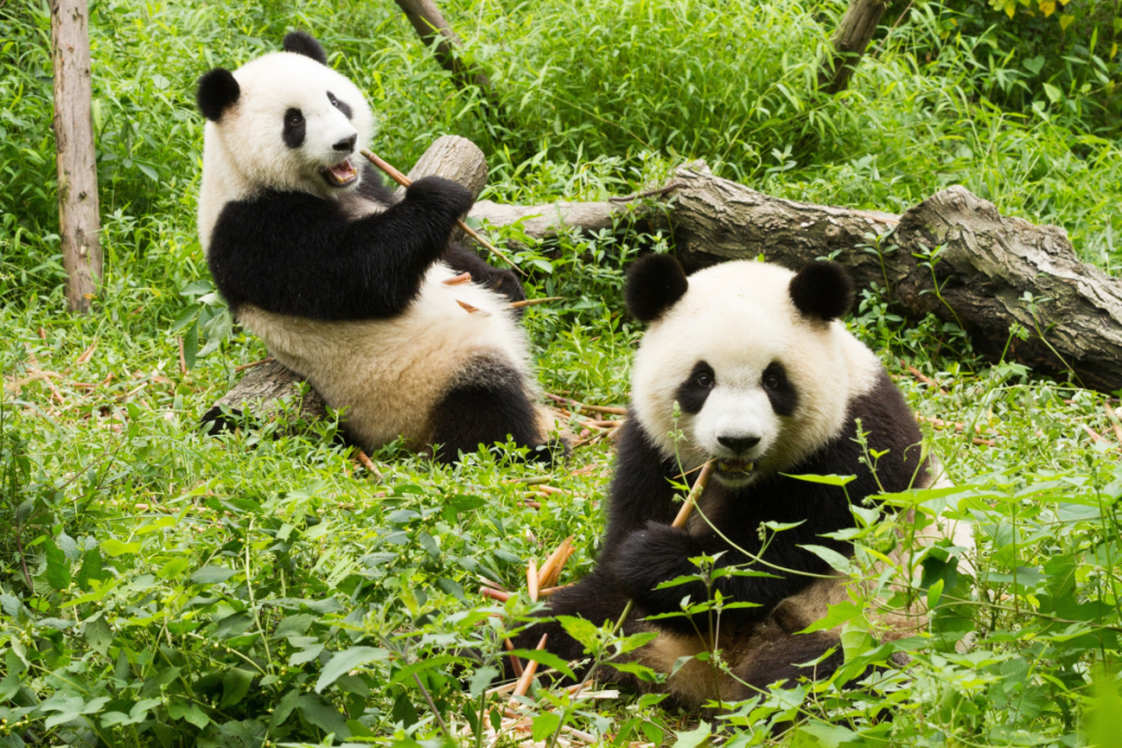 adorables pandas comiendo bambú en el bosque