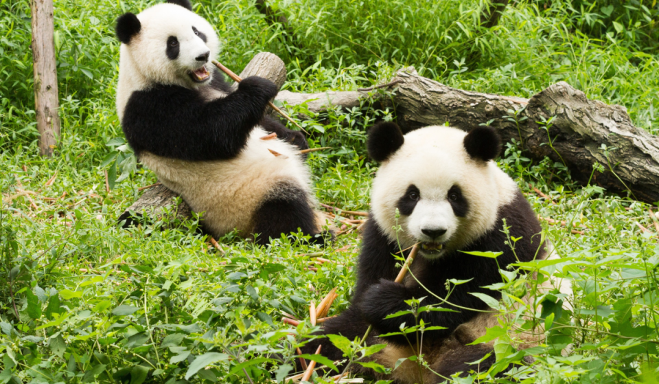 Ya ha empezado la cuenta atrás para conocer a los dos nuevos pandas gigantes del Zoo de Atlanta. Aquí te contamos cuándo podrás conocer a Ping Ping y Fu Shuang