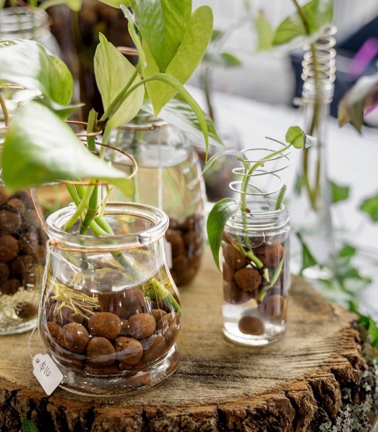 plantas