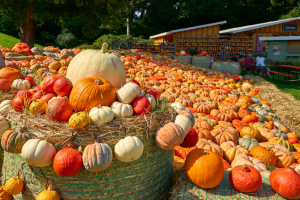 The Peachtree Road Farmer’s Market is hosting a pumpkin patch this weekend — 70+ local vendors, live music, a chef pop-up & more