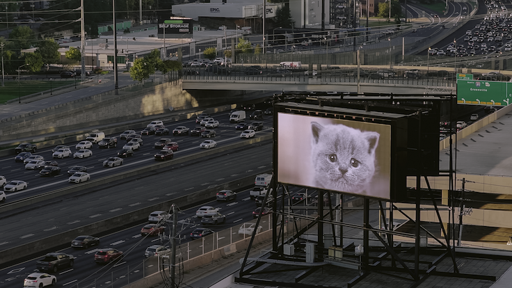Valla publicitaria de los gatitos