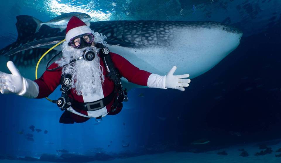 El Acuario de Georgia se transformará esta temporada en un deslumbrante paraíso invernal: un nuevo árbol LED de 40 pies, Scuba Claus, delicias festivas y mucho más