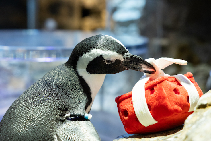 pingüino