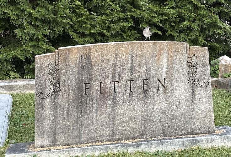mocking bird at Oakland Cemetery