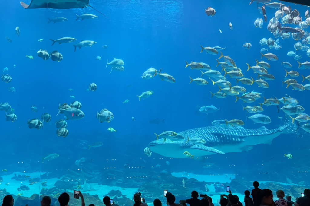 whale shark at the Georgia aquarium