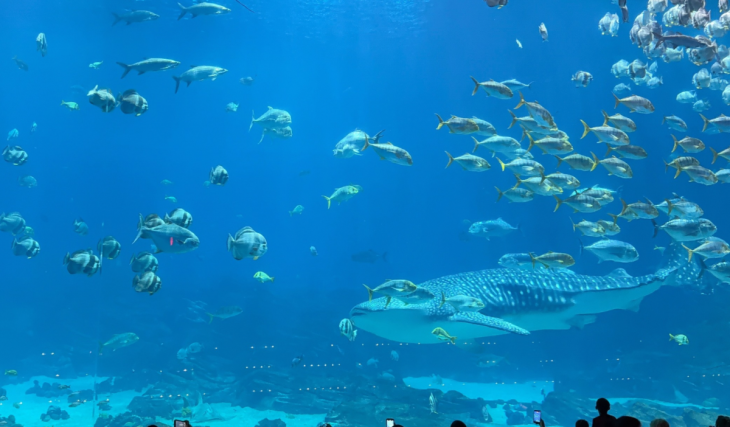 Meet Mya Robinson: an aquarist on Yushan the Whale Shark’s care team at the Georgia Aquarium, the only aquarium in the Western Hemisphere to care for a whale shark