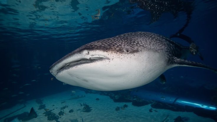 up close on a whale shark