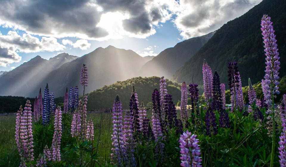19 Responses To “Tell Me You’re From New Zealand Without Telling Me You’re From New Zealand”