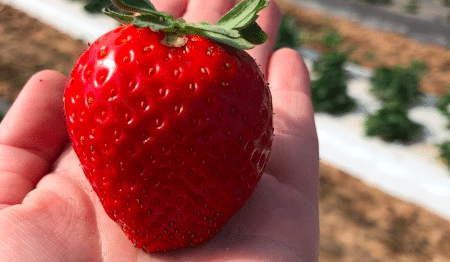November Brings A Strawberry Harvest At Sweet Berry Farm In Marble Falls