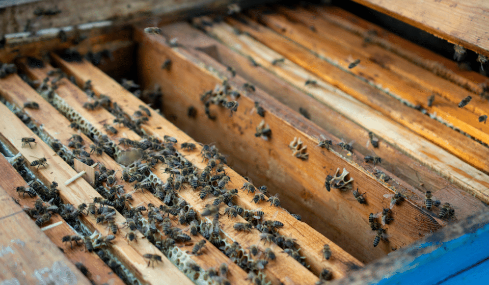An 18-Wheeler Full Of Bees Flipped In San Antonio
