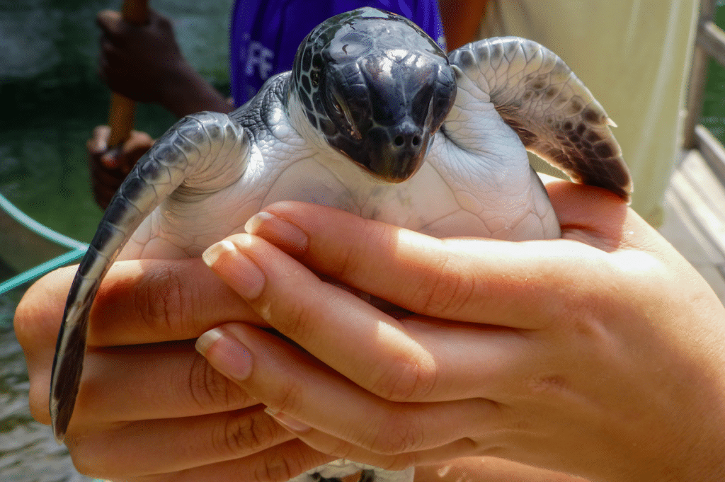 Volunteers Rescue Thousands Of Turtles From Freezing Waters