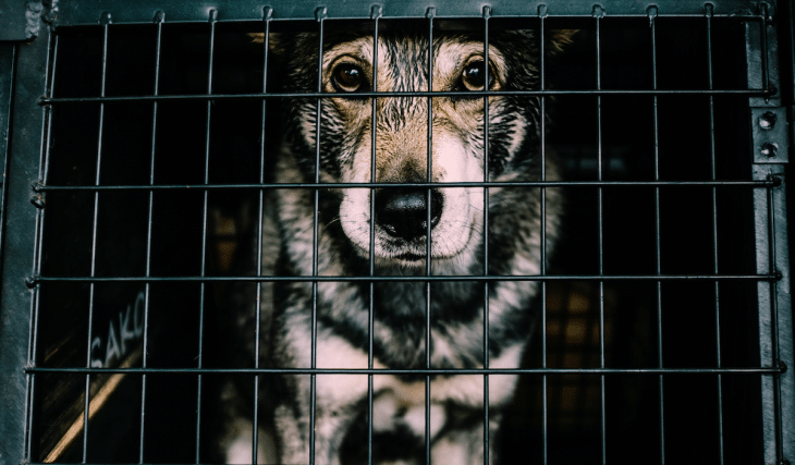 Texas House Lawmakers Ban Puppy Mills Under New Bill