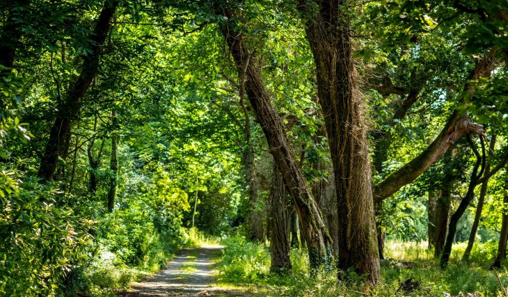 The Ancient Mourne Park Woodland Has Opened To The Public After 500 Years