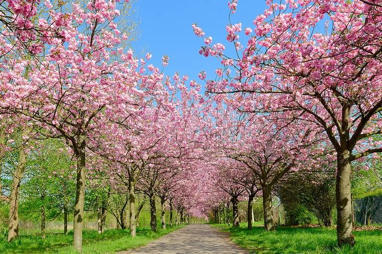 Kirschbl ten In Berlin Hier K nnt Ihr Die Rosa Pracht Bestaunen kirschbl-ten-in-berlin-hier-k-nnt-ihr-die-rosa-pracht-bestaunen