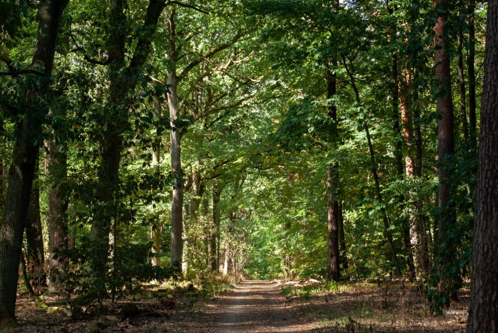 Grunewald