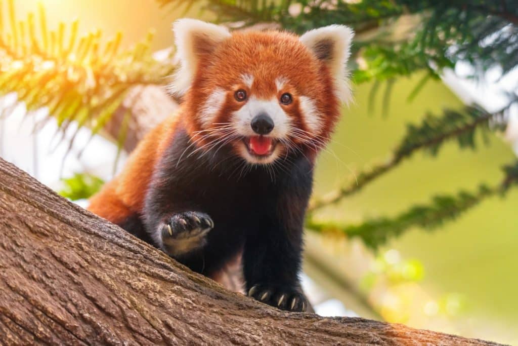 Wie S Ist Das Rote Pandas Im Tierpark Haben Nachwuchs