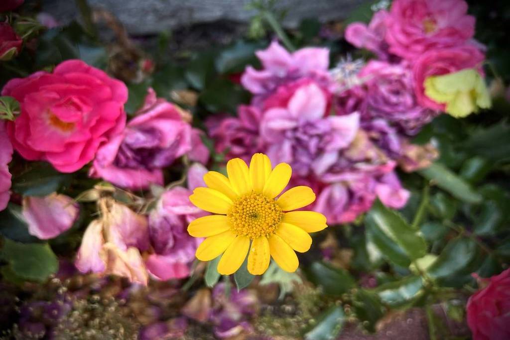 Fleuristes