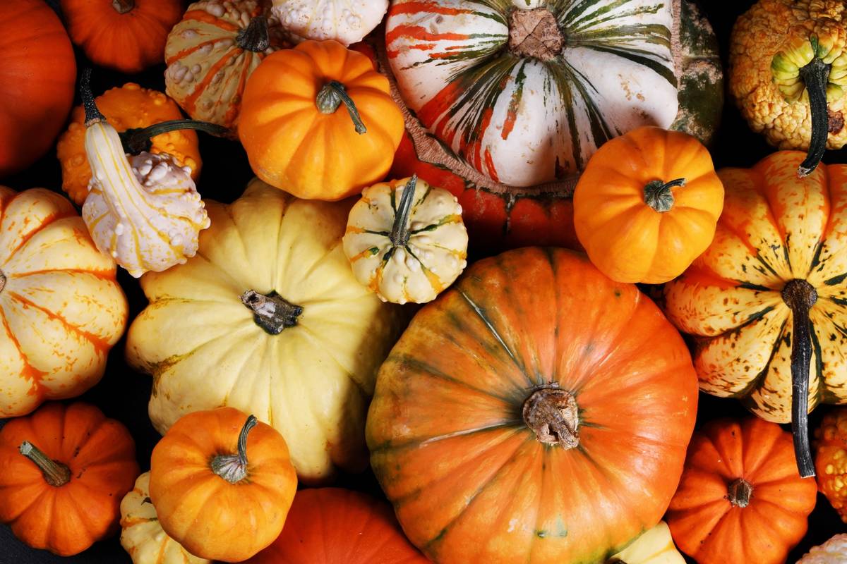 Schöneberger Kürbisfest