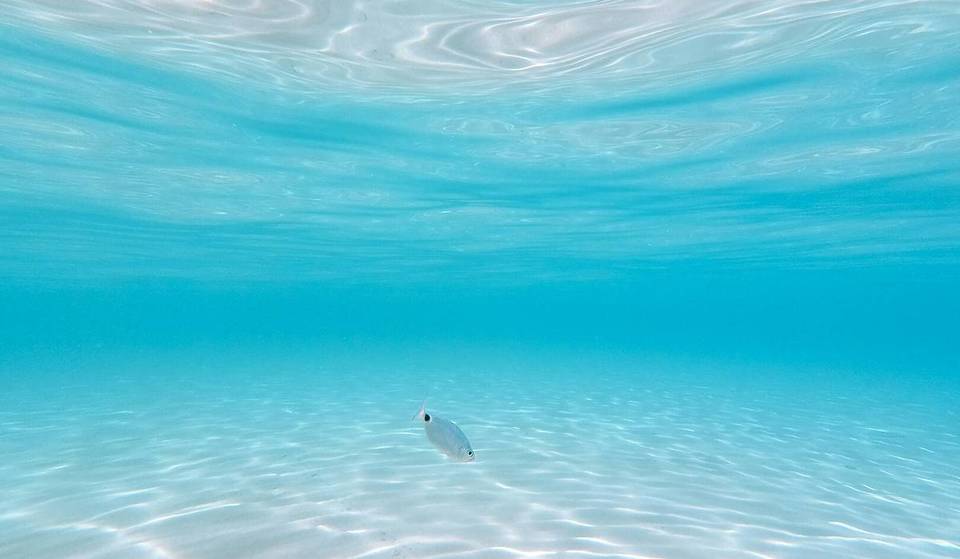 Just an hour away from Berlin lies one of the clearest &#8211; and most secret &#8211; lakes in Brandenburg, whose water looks like the Mediterranean and which is also known as &#8220;the blue jewel&#8221;