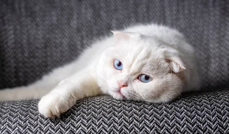 The truth about kinked ears: This is how much cats suffer from this genetic defect &#8211; and it&#8217;s about to change