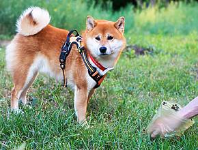 There is a €500 fine for dog owners in Catalonia who leave their four-legged friends&#8217; poop lying around &#8211; how are they tracked down? By DNA testing animal excrement!