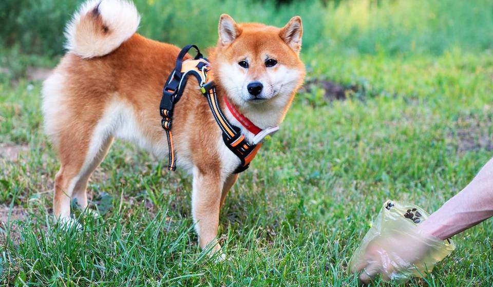 In Catalogna è prevista una multa di 500 euro per i proprietari di cani che lasciano in giro la cacca dei loro amici a quattro zampe: come vengono rintracciati? Con il test del DNA sulle feci degli animali!