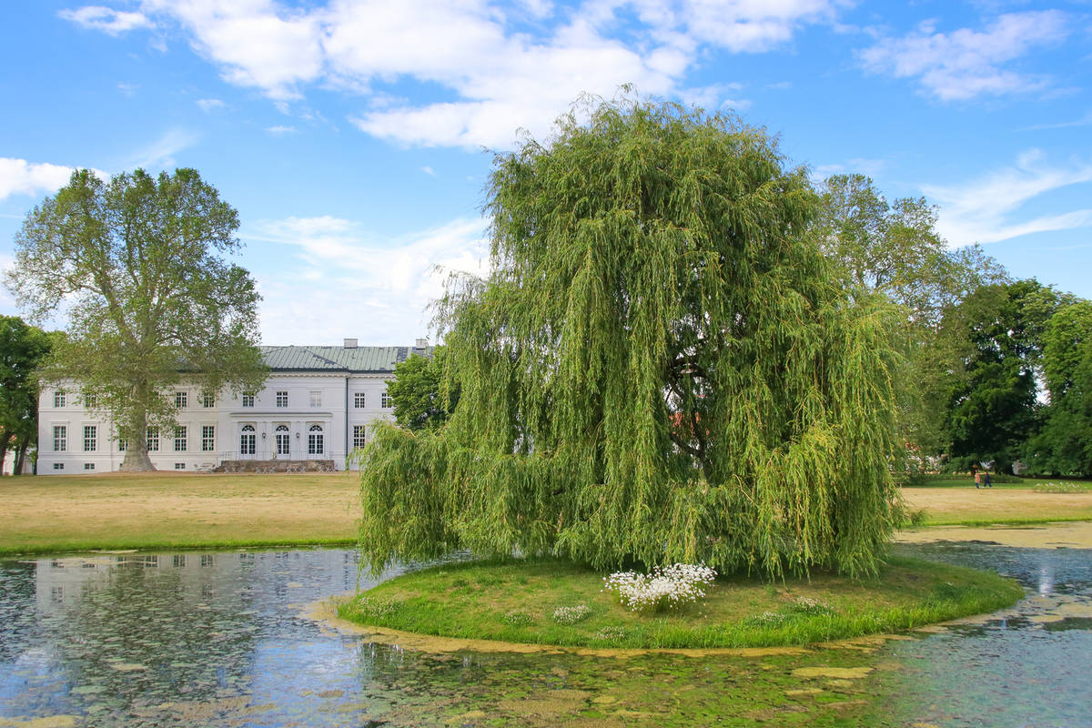 Grüner Baum im Park des schloss neuhardenberg