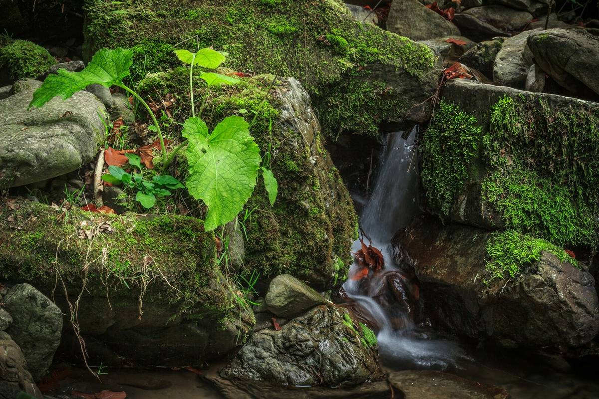 Mooslandschaft mit kleinem Bach