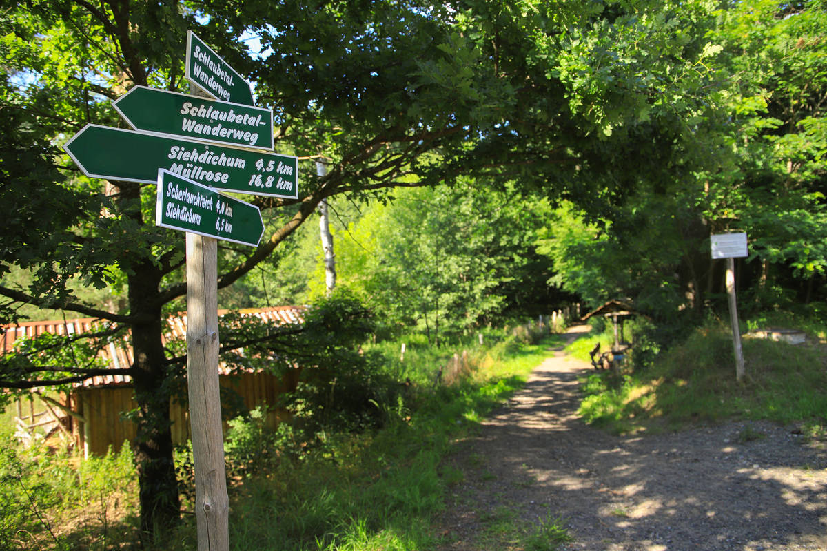 Wald beim Wandern im Schlaubetal