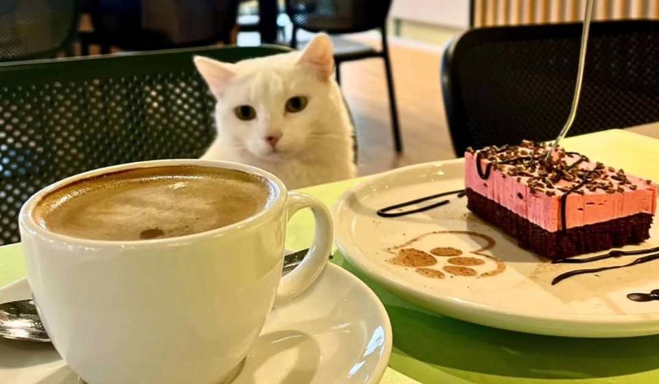 Berlins „Tempel der Samtpfoten“: In diesem Denkmal aus dem 19. Jahrhundert speist du in Gesellschaft von Tierschutz-Katzen