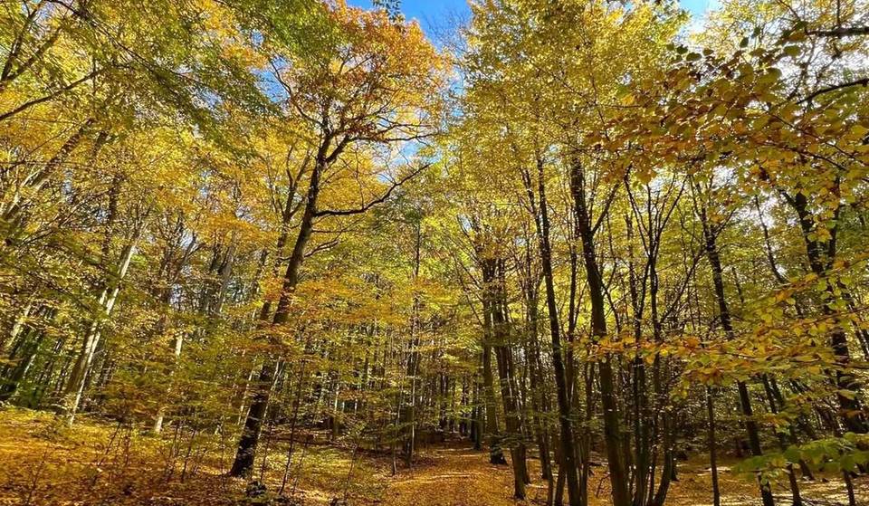 Op 1,5 uur van Berlijn ligt het enige ongerepte beukenbos van Brandenburg: het ongeveer 590 hectare grote kerngebied met meer dan 200 jaar oude rode beuken behoort tot het UNESCO-werelderfgoed.