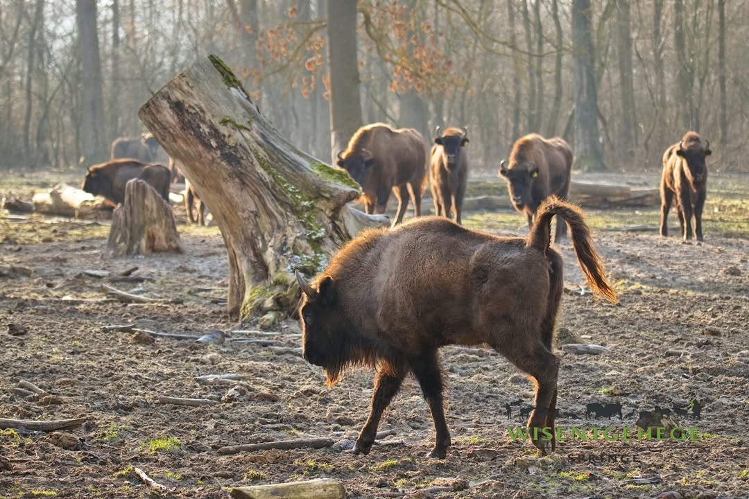 Wildpark Schorfheide