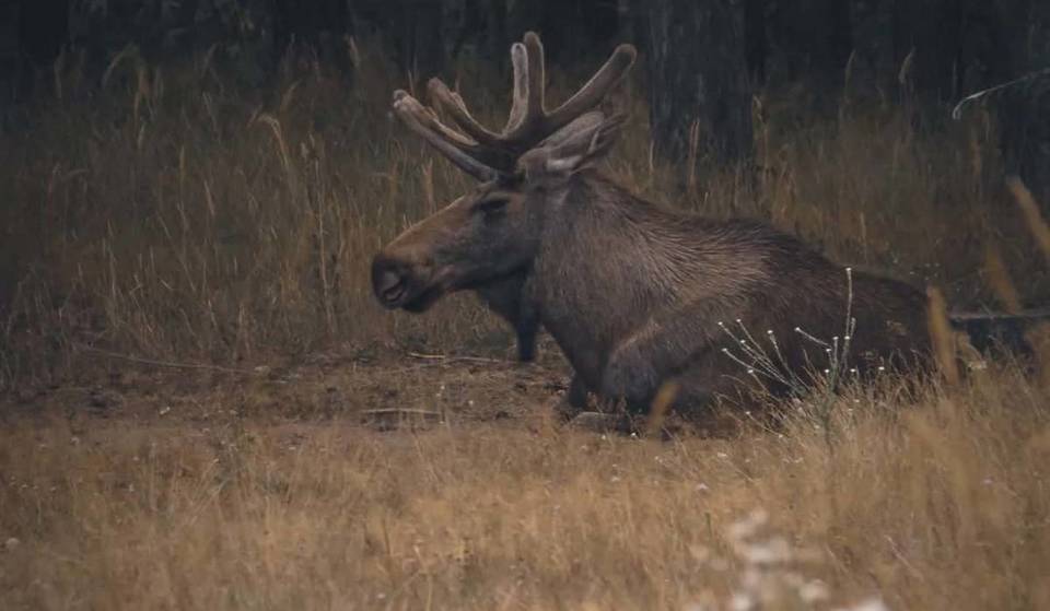 À une heure de Berlin se trouve le parc animalier le plus riche en espèces du Brandebourg : sur 105 hectares, le « Yellowstone allemand » abrite les plus grands mammifères terrestres d&rsquo;Europe ainsi que des loups, des ours bruns, des lynx et des cerfs élaphes.