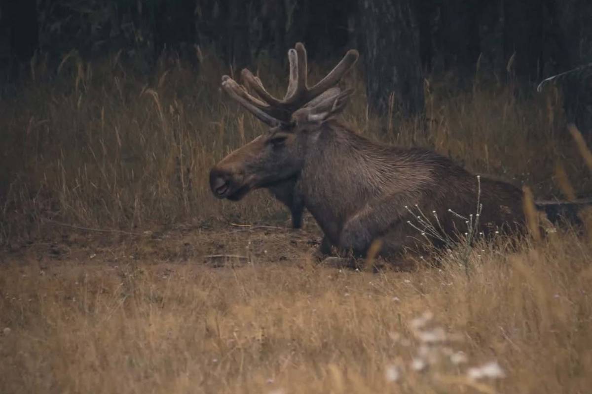 Wildpark Schorfheide