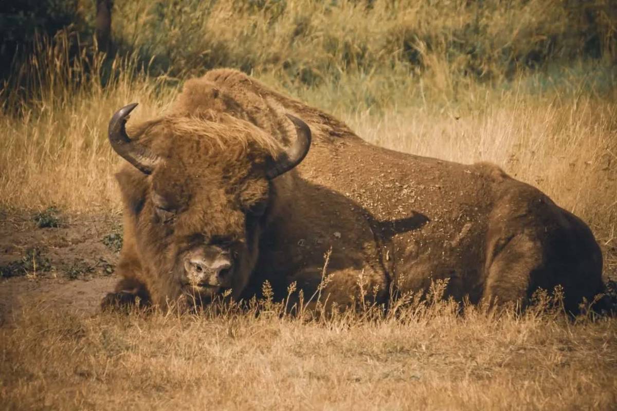 Wildpark Schorfheide