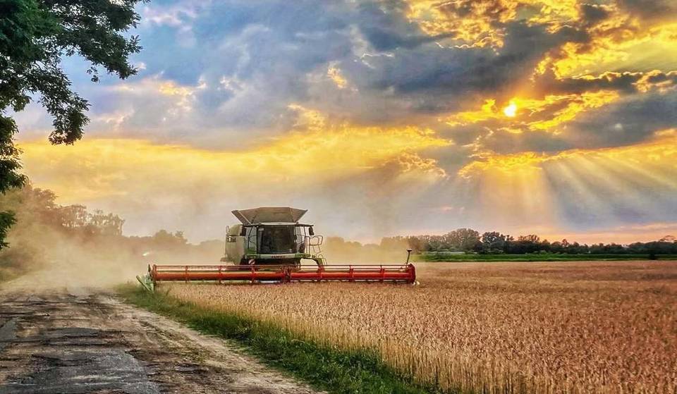 À seulement 40 minutes de Berlin, la plus grande exploitation d&rsquo;asperges du Brandebourg : une ferme découverte très appréciée avec un labyrinthe de maïs de 30 000 m², le meilleur restaurant d&rsquo;asperges et la cueillette libre de myrtilles.