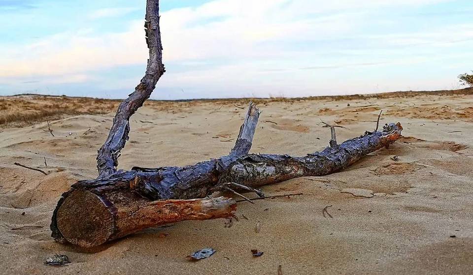 1,5 Stunden von Berlin zur „einzigen Wüste Deutschlands“: Brandenburgs größte Sandfläche sorgt mit Dünen, Heidelandschaften und Kieferninseln für echtes Sahara-Feeling