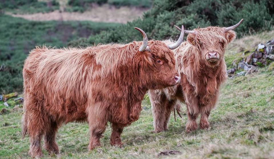 Op slechts 45 minuten van Berlijn ligt deze pittoreske plek met hooglandrunderen, die doet denken aan de Schotse Hooglanden – en de toegang is gratis!