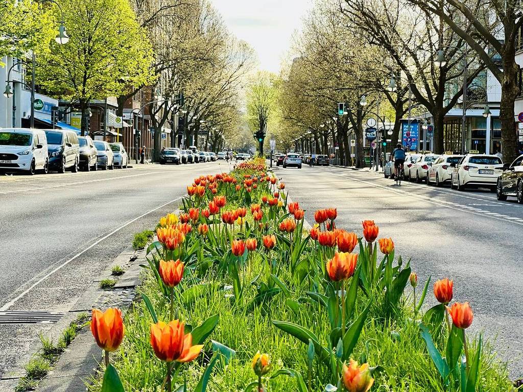 Tulpen auf einer Strasse