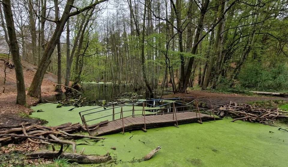 « Sauvage, enchantée et presque tropicale » : à seulement 30 km de Berlin, la « forêt tropicale » du Brandebourg offre une végétation luxuriante, une grande biodiversité et un microclimat humide !