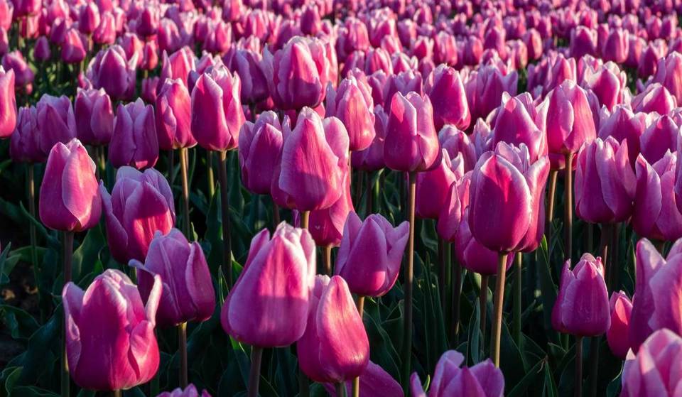 50 000 tulipes GRATUITES à Berlin : dans quelques jours, la Breitscheidplatz se transformera en une mer de fleurs où vous pourrez cueillir gratuitement des fleurs printanières, dans la limite des stocks disponibles !