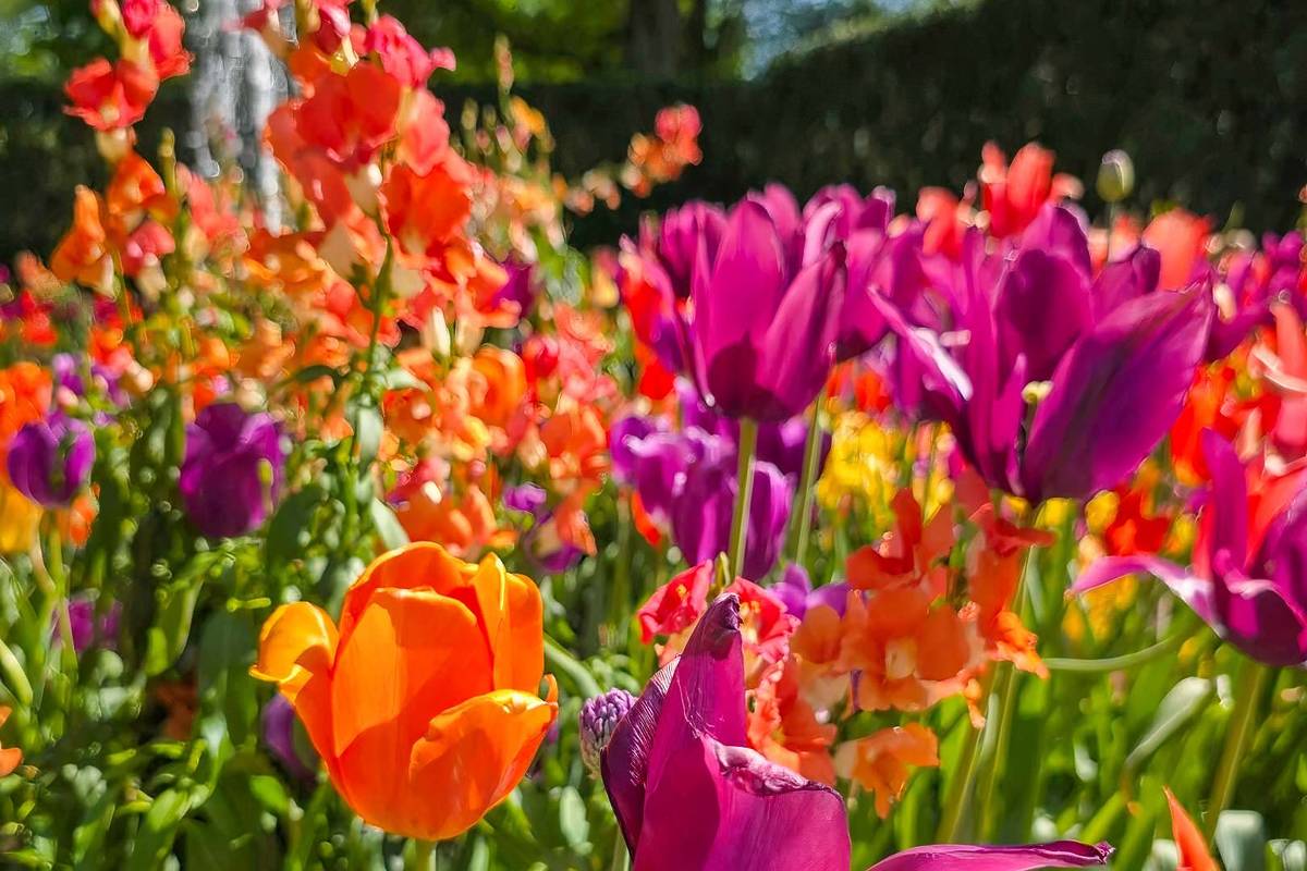 Tulpen