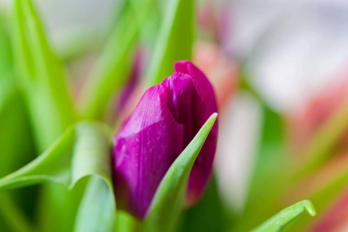 Tulpen